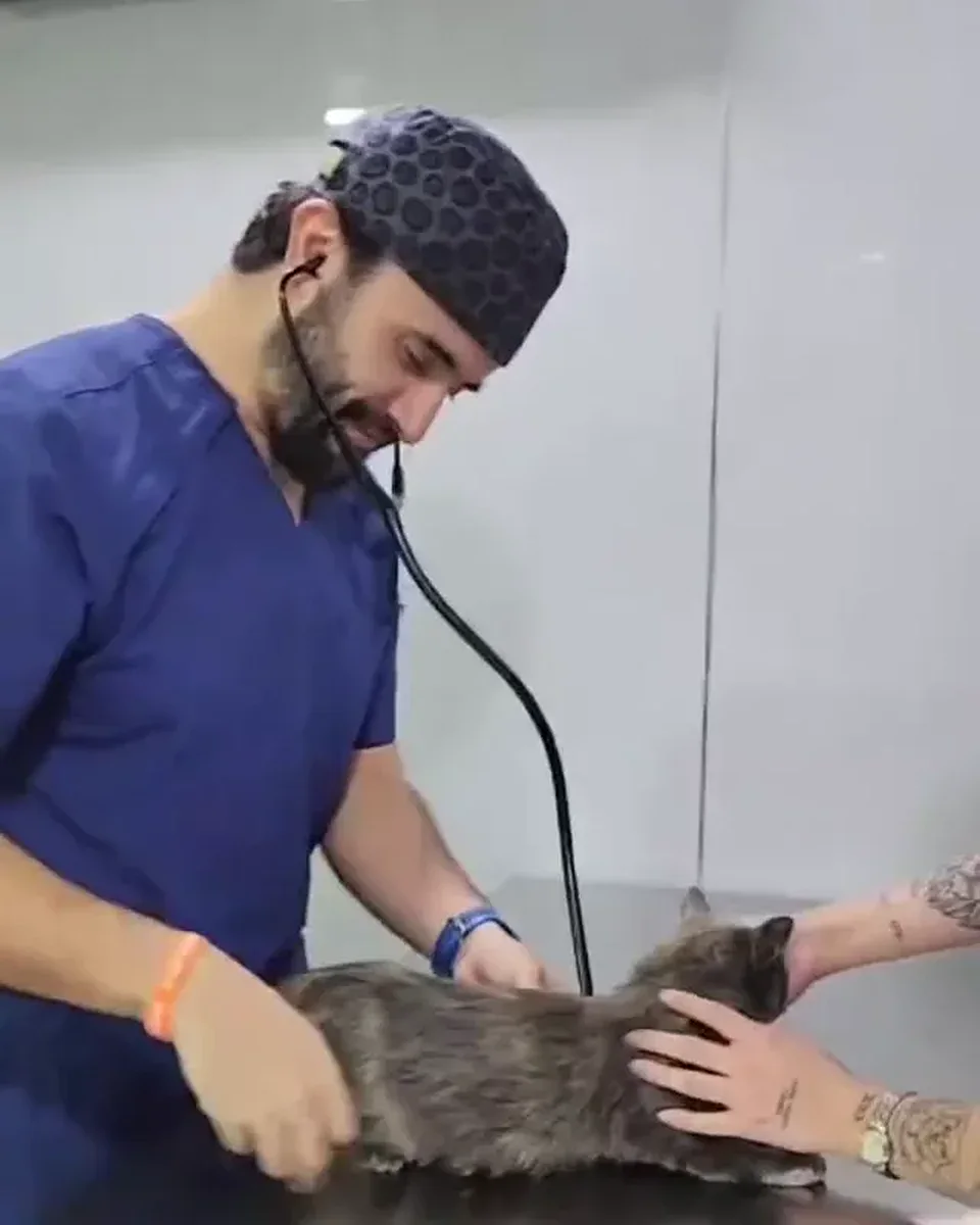 Veterinario auscultando a un gato sobre la mesa de consulta