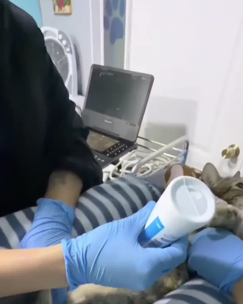 Ecografía abdominal a un gato en la sala de imagenología